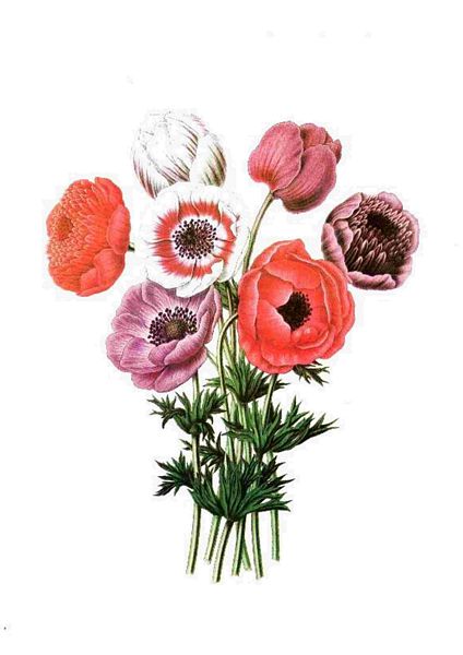 Fountain of Flowers - Set 17. 72 Pages to DOWNLOAD